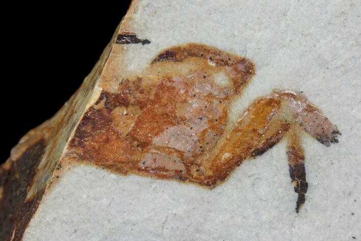 Bargain Fossil Pea Crab (Pinnixa) From California - Miocene #85307